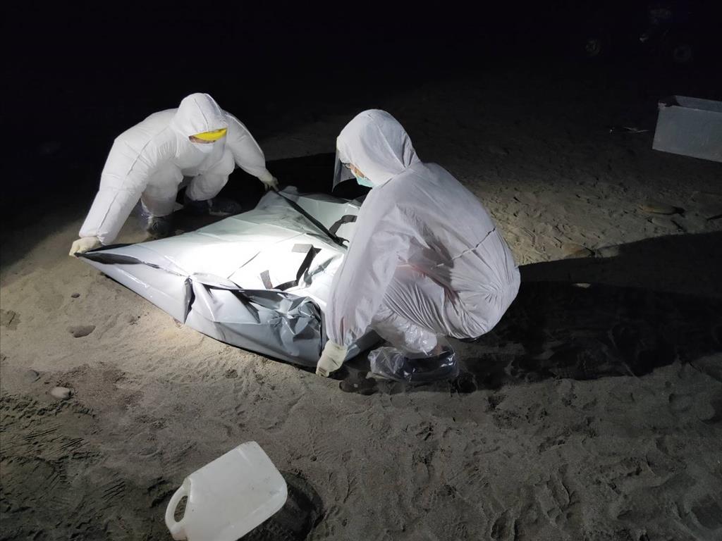 八瑤灣發現動物屍體  經辨識為小抹香鯨科