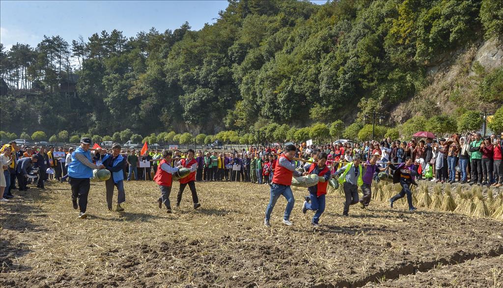 11月2日，浙江省新昌縣回山鎮的農民在田野上抬冬瓜比賽。〈張亮宗 攝〉
