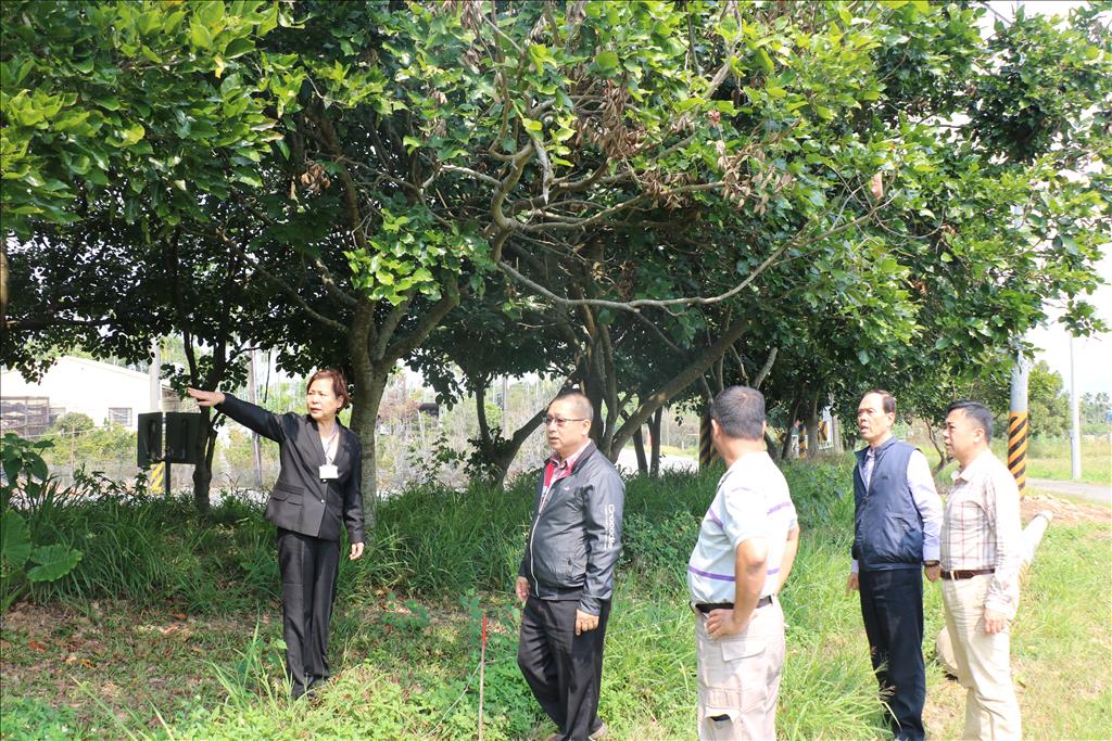 南投市長宋懷琳與公所主管代表到現場勘查樹木移植