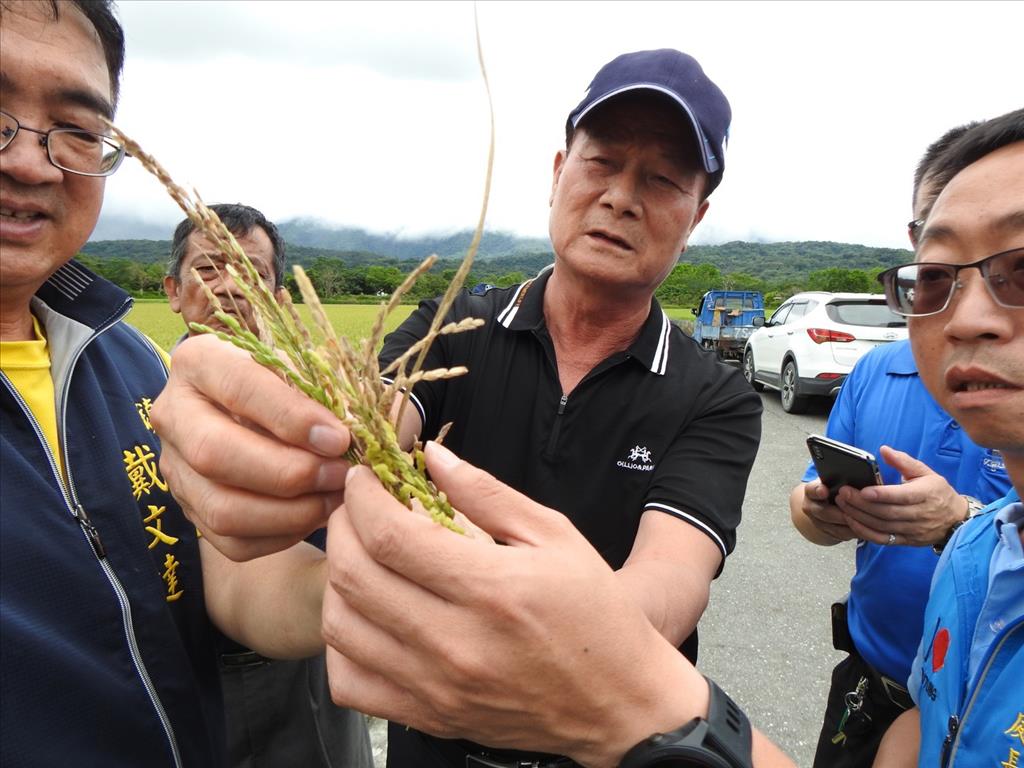 縣府實勘台東縱谷米倉 發現一期稻作空包彈情況嚴重
