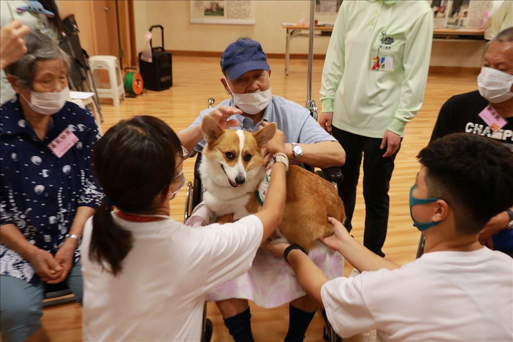 湛爺爺含情脈脈的幫治療犬按摩舒壓。